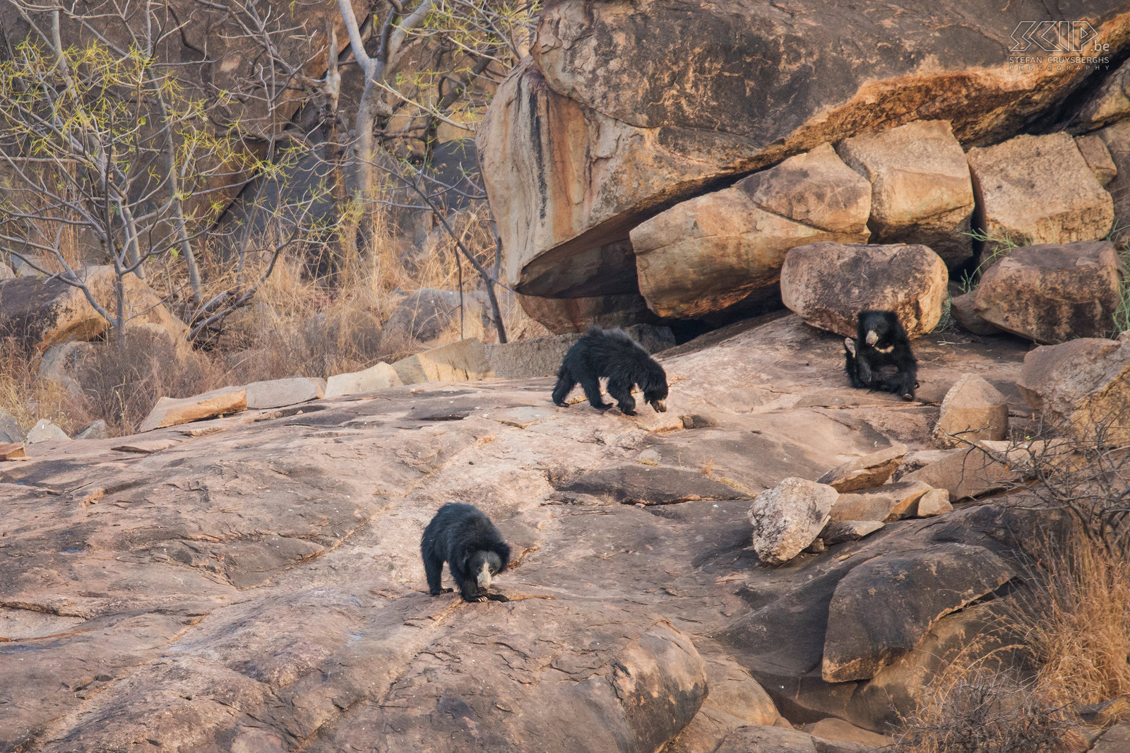 Daroji - Sloth bears A sloth bear (Melursus ursinus) is a nocturnal animal that is quite shy and nervous. They feed on termites, bee colonies and fruits. We went to the Daroji Bear Sanctuary near Hampi. From an observation tower on a hill you have an excellent view of the hills and rock formations of this nature reserve. We were lucky because in the late afternoon we saw a female sloth bear with two cubs running around and afterwards we also spotted a male sloth bear.  There also live a lot of Indian peafowls in the park. Stefan Cruysberghs